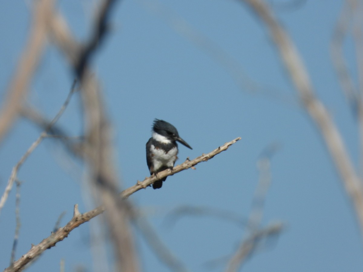 שלדג אמריקני - ML645401612
