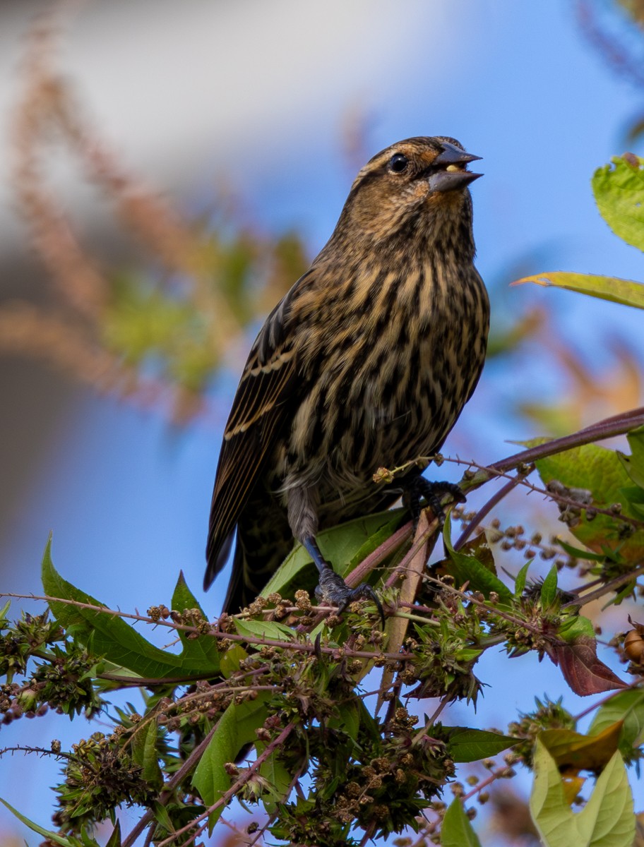 Red-winged Blackbird - ML645401618