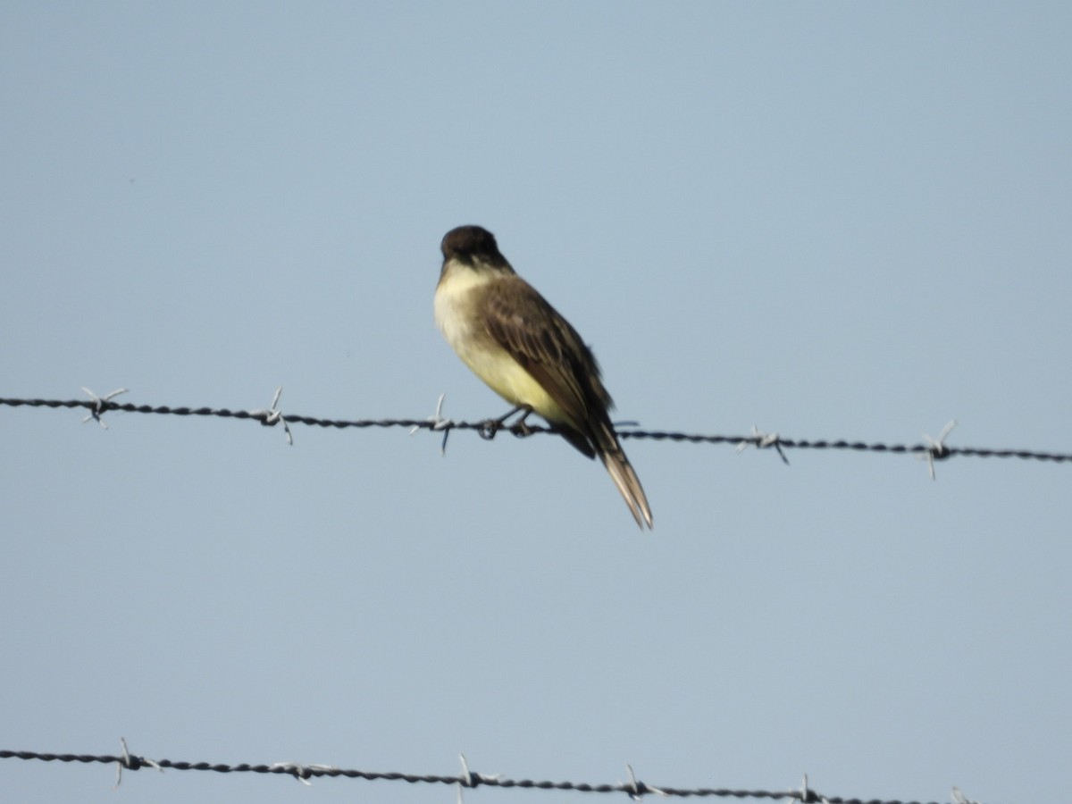 פיבי מזרחית - ML645401620