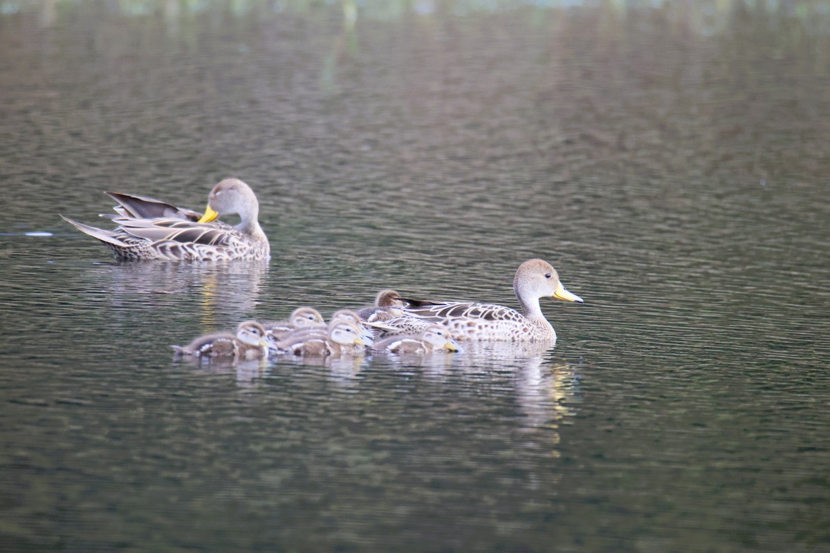 Yellow-billed Pintail - ML645401623