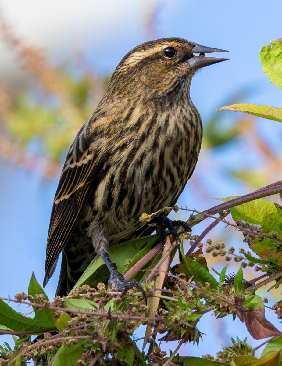 Red-winged Blackbird - ML645401625