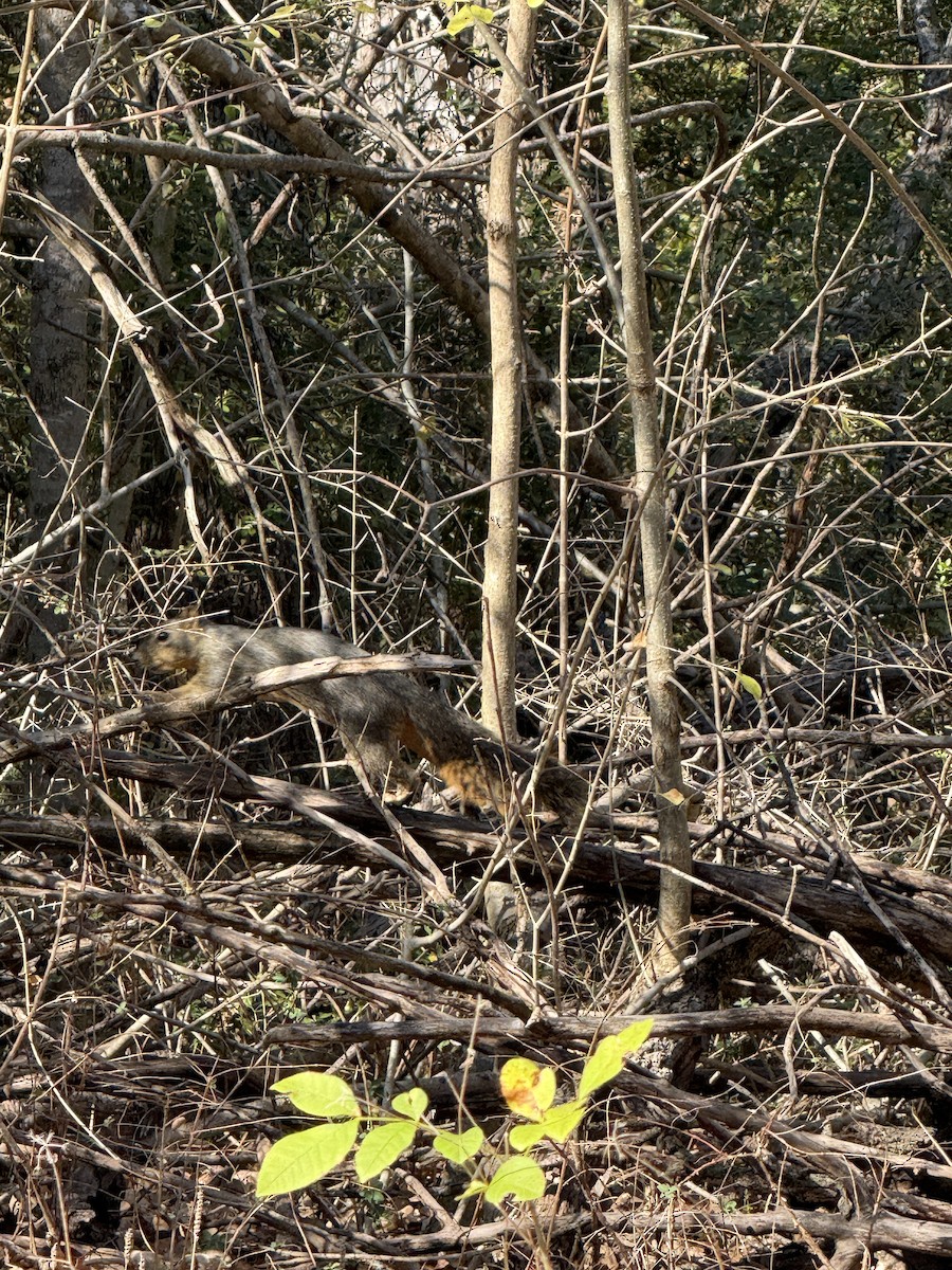 Eastern Fox Squirrel - ML645401627
