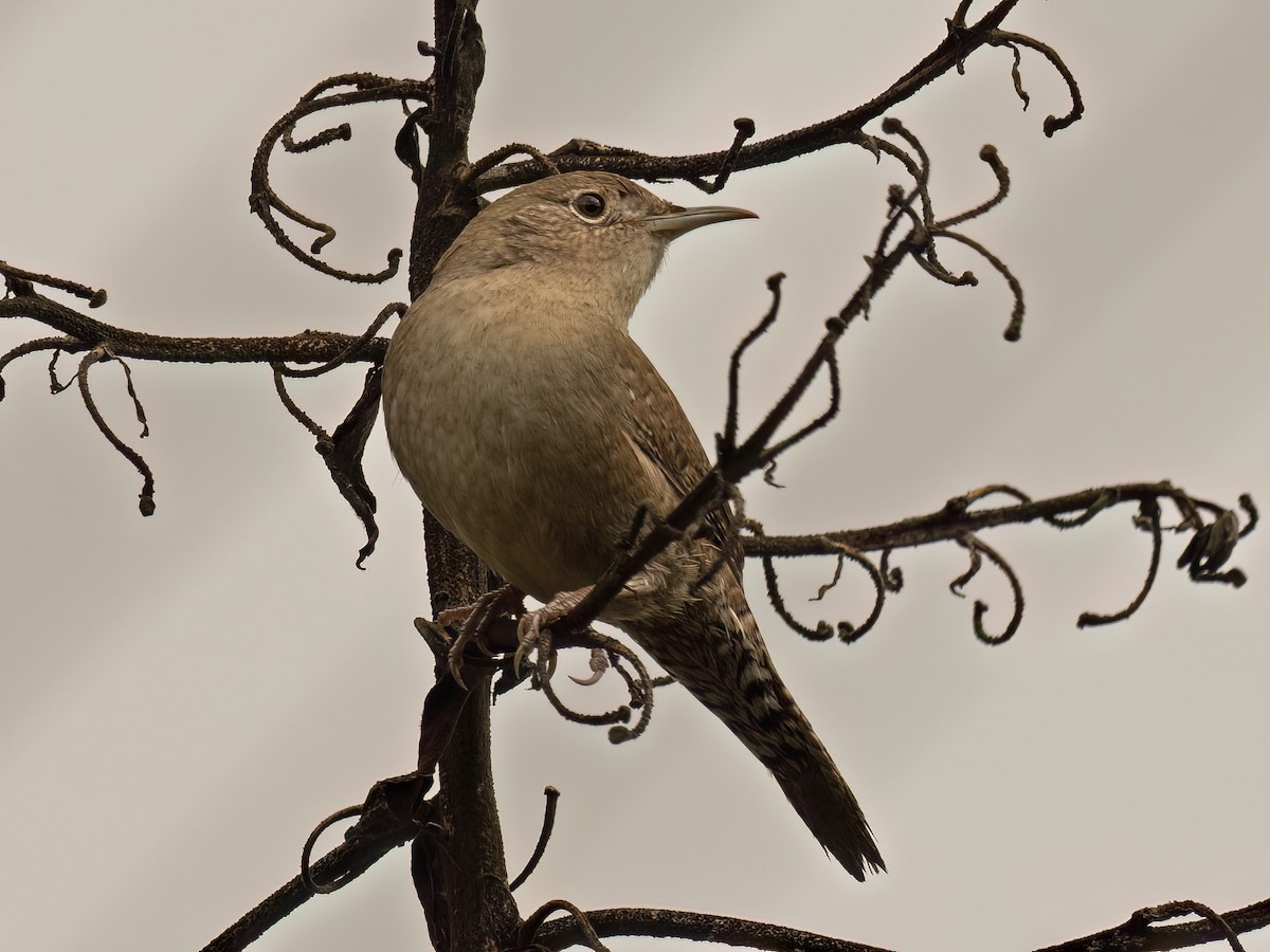Northern House Wren - ML645401632