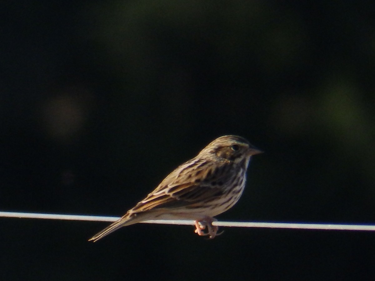Savannah Sparrow (Savannah) - ML645401634