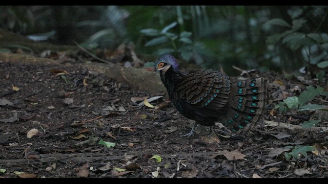 Віялохвіст білогорлий - ML645401639