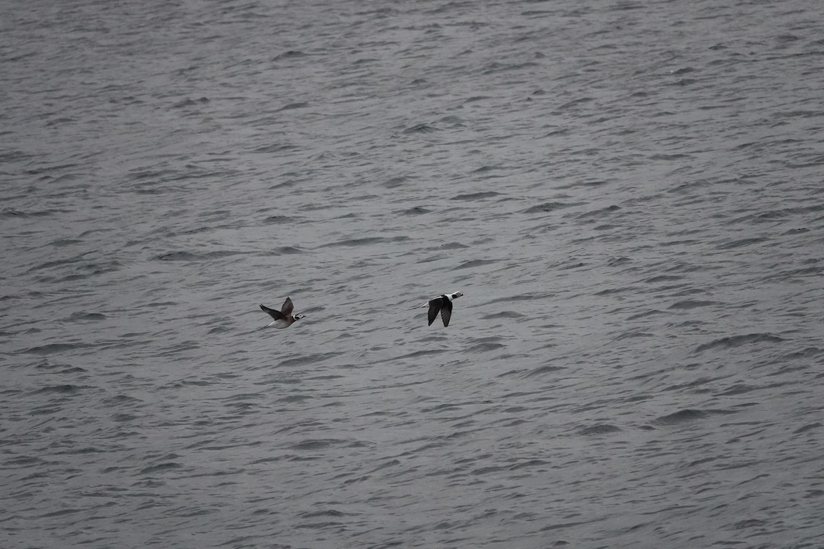 Long-tailed Duck - ML645401641