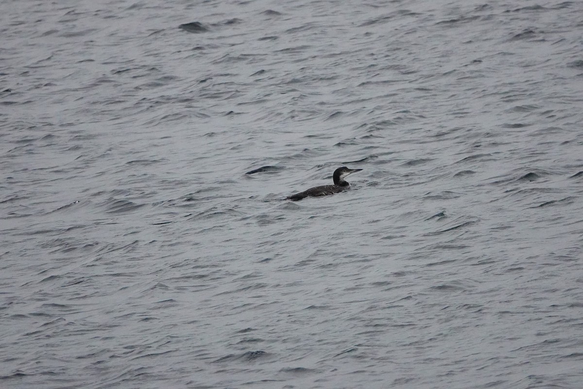 Common Loon - ML645401648