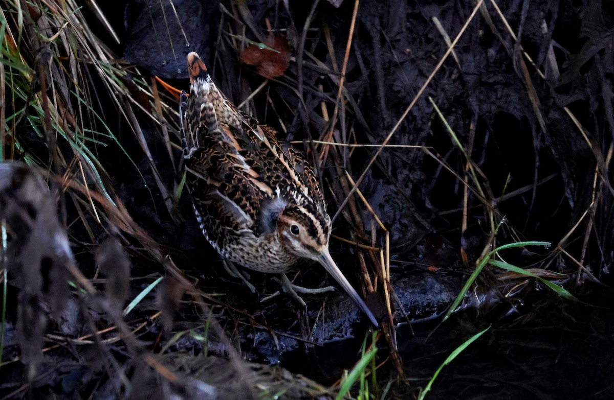 חרטומית ביצות - ML645401649