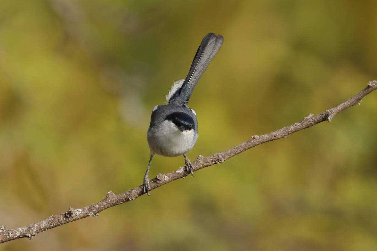 Marañon Gnatcatcher - ML645401659