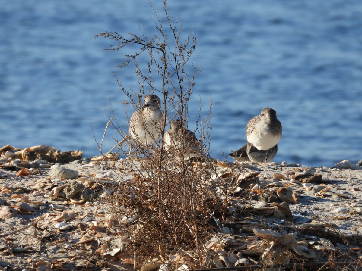 חופזי מנומר - ML645401671