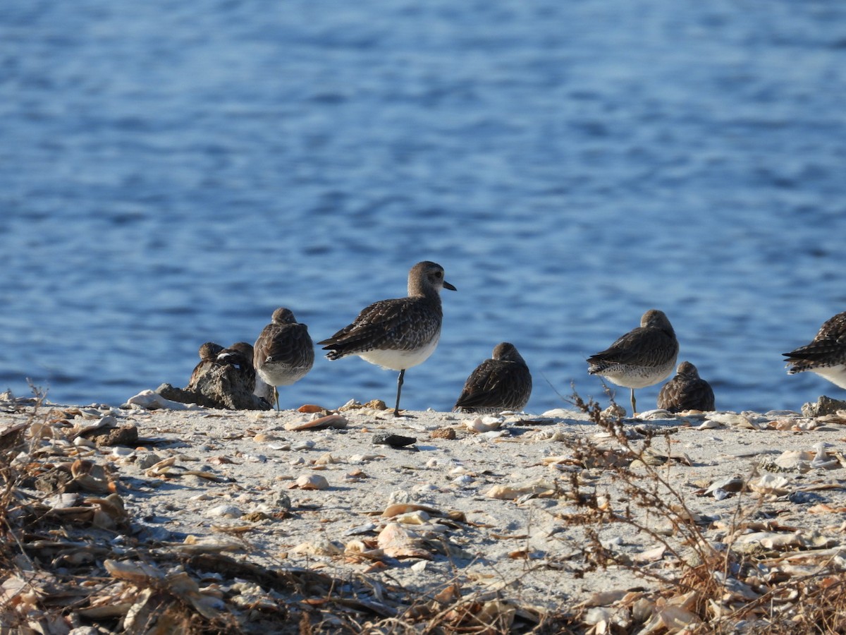 חופזי מנומר - ML645401672
