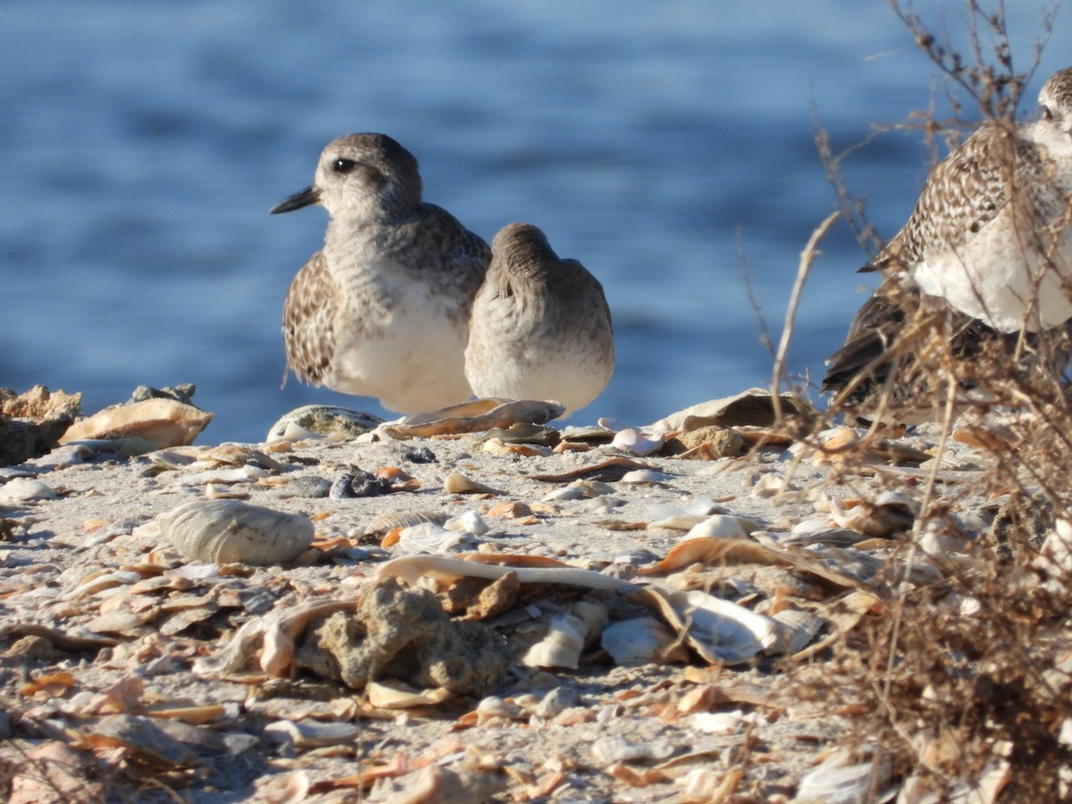 חופזי מנומר - ML645401673