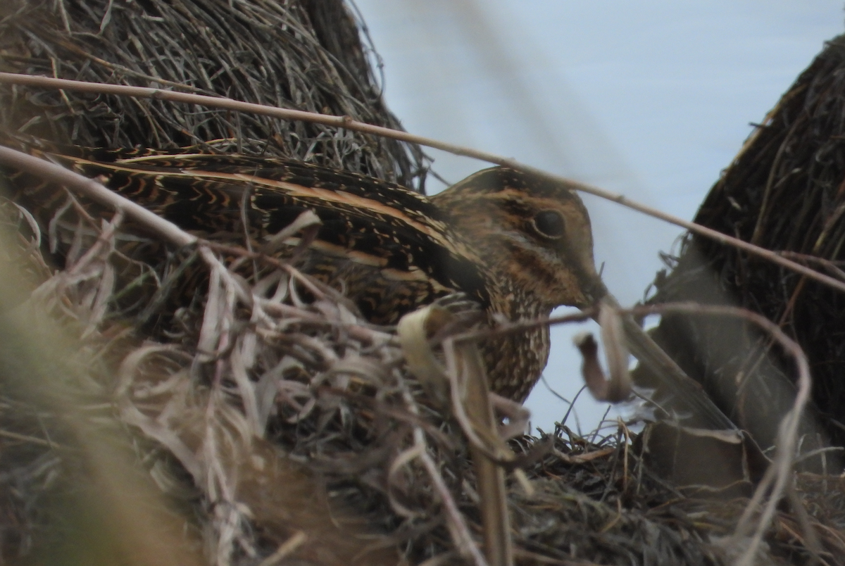 Wilson's Snipe - ML645401675