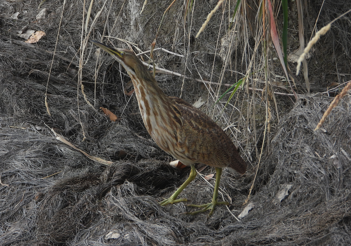 American Bittern - ML645401685
