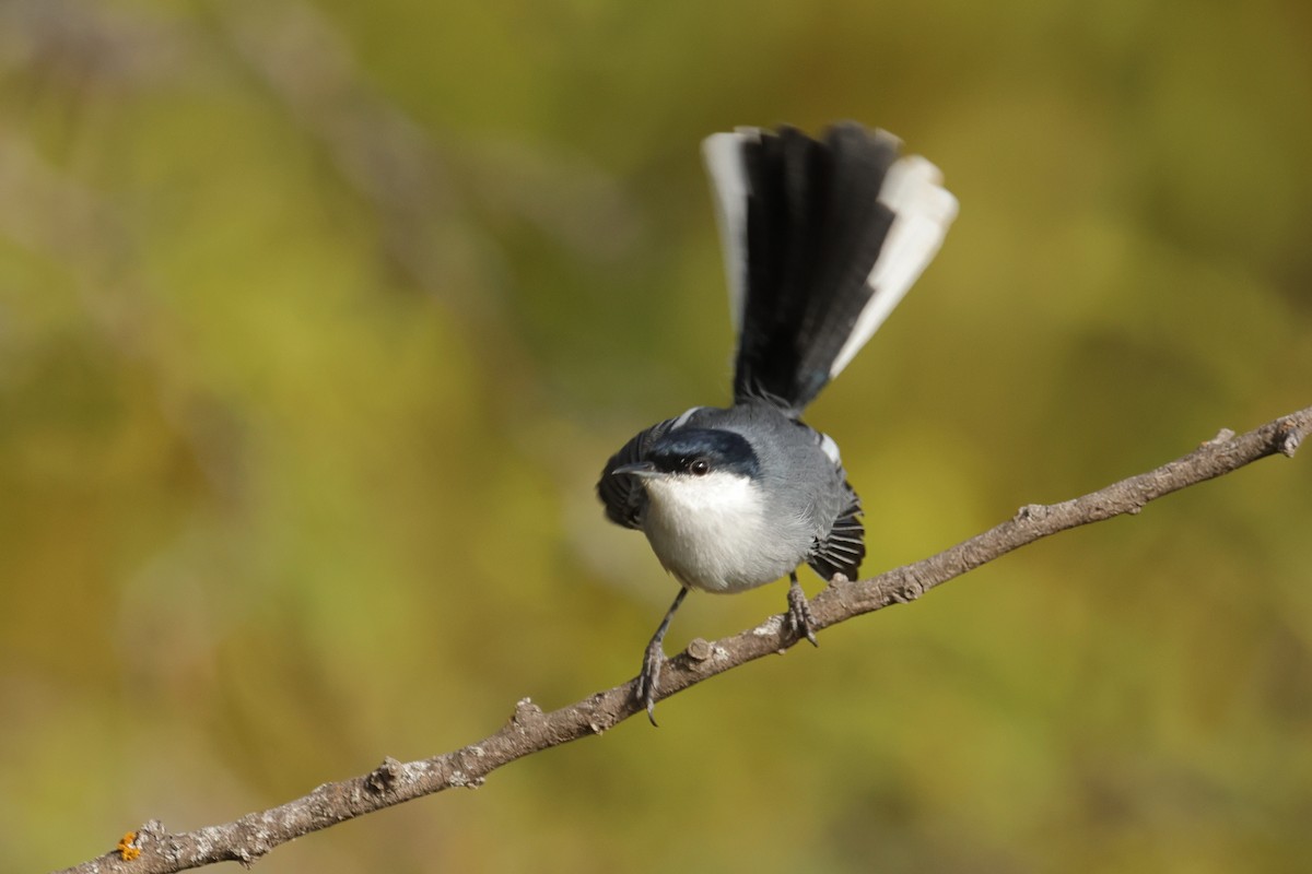 Marañon Gnatcatcher - ML645401688