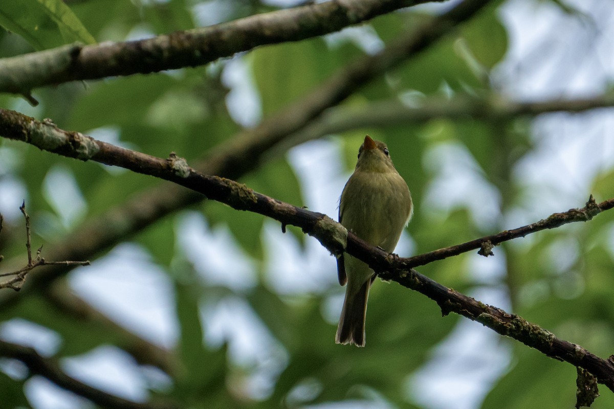 Yellow-bellied Flycatcher - ML645401691
