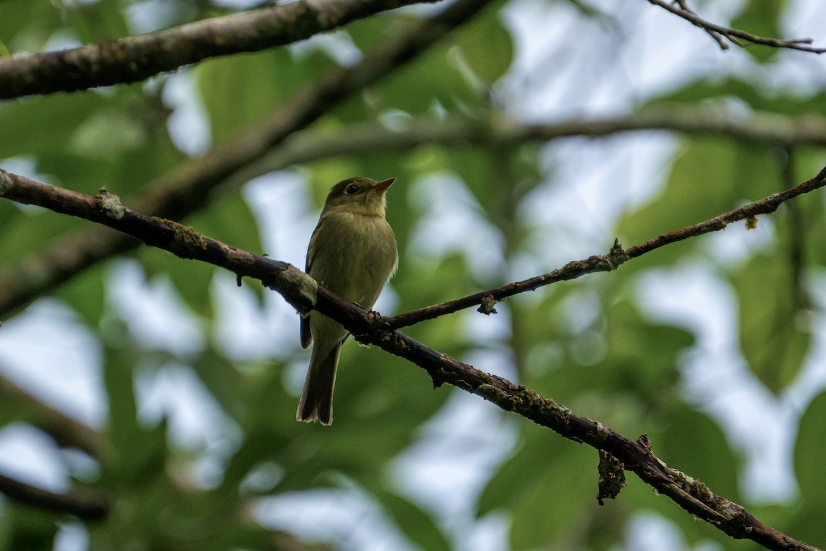 Yellow-bellied Flycatcher - ML645401692