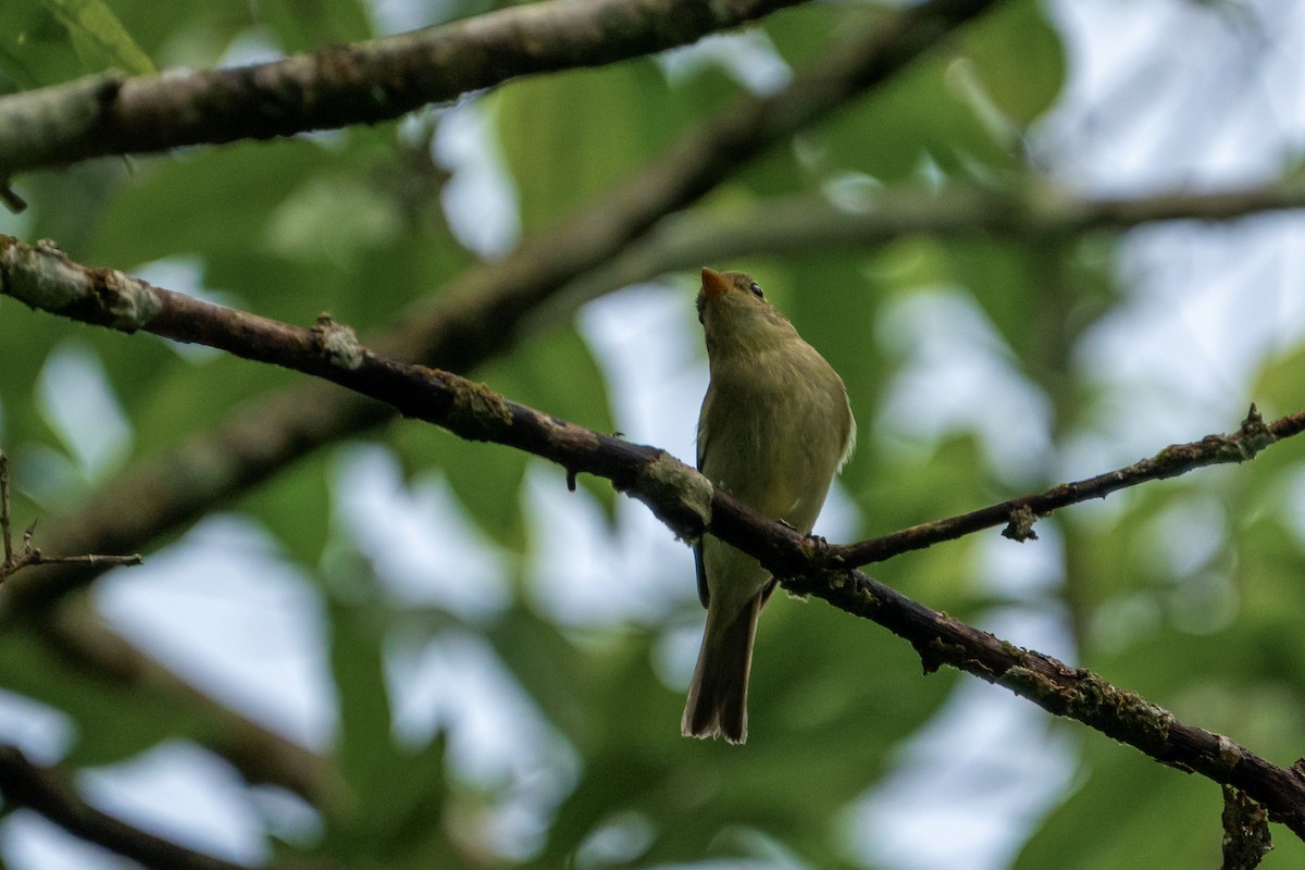 Yellow-bellied Flycatcher - ML645401693