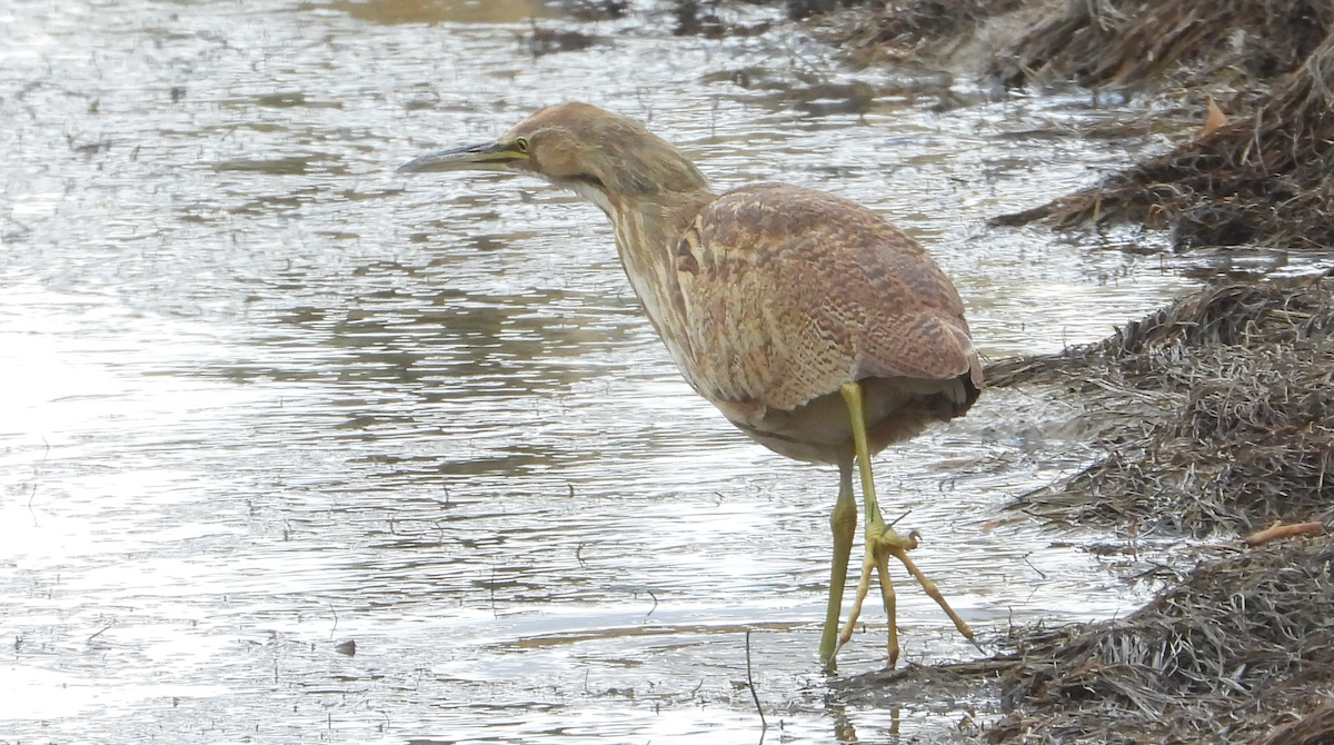 American Bittern - ML645401694