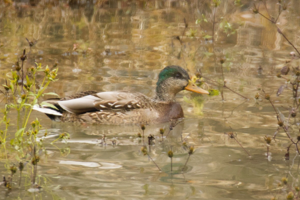 Mallard - ML645401695