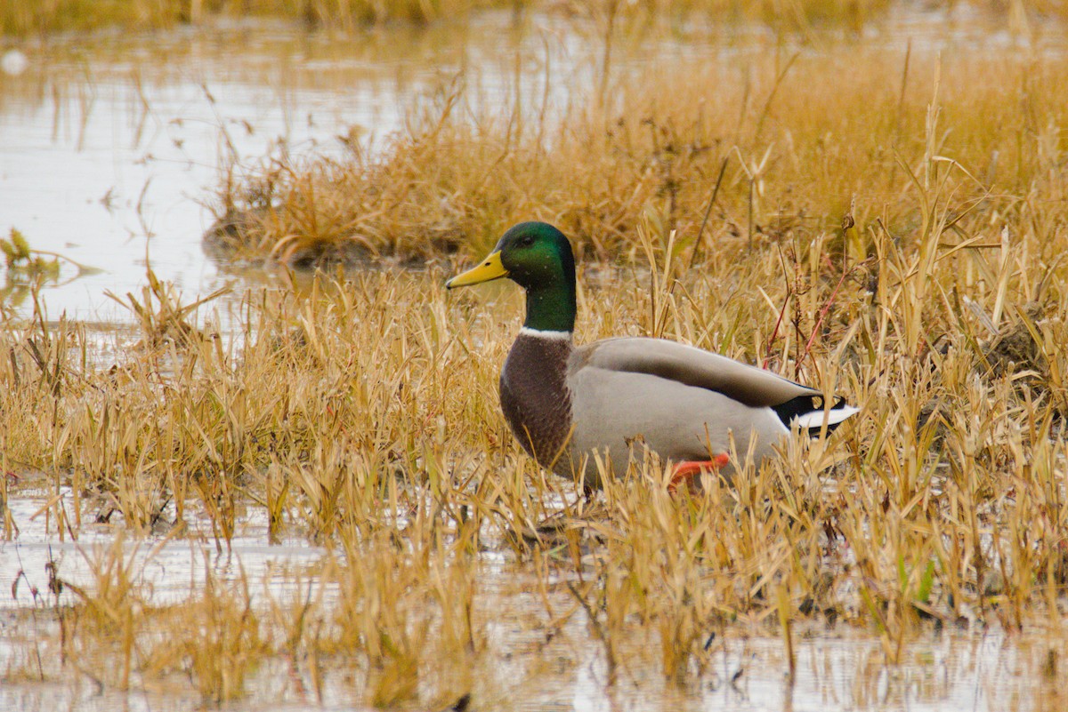 Mallard - ML645401696