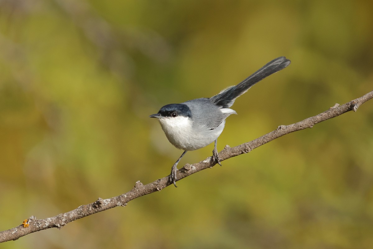 Marañon Gnatcatcher - ML645401698