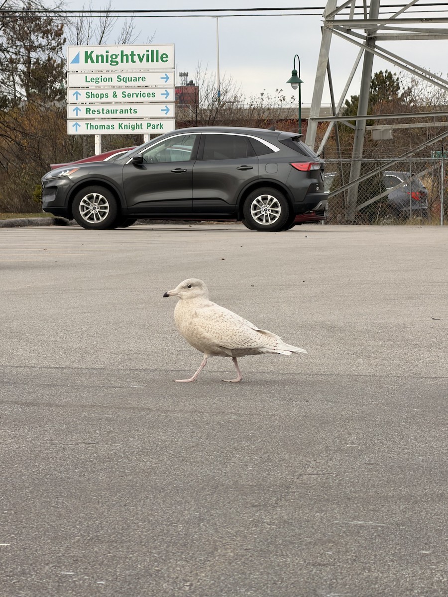 Бургомистр - ML645401700