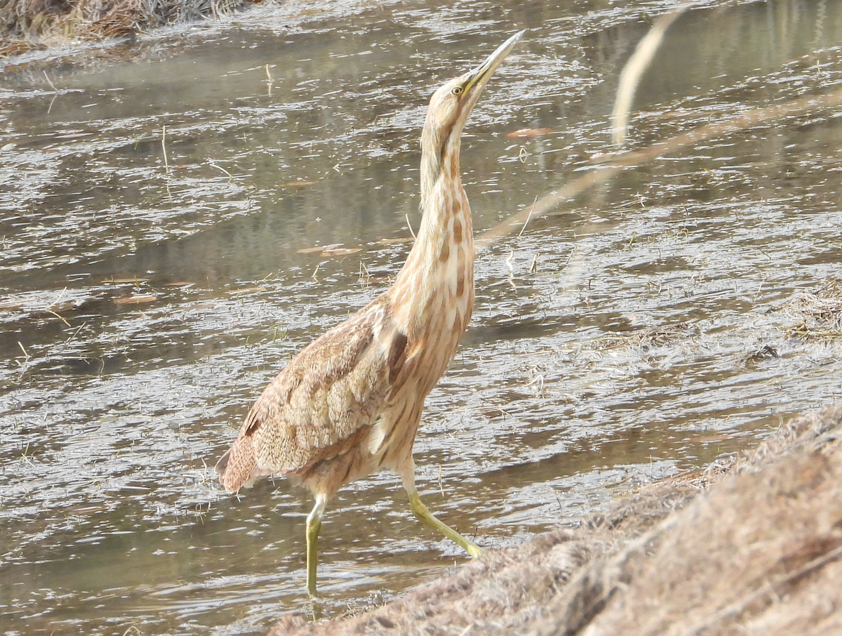 American Bittern - ML645401702