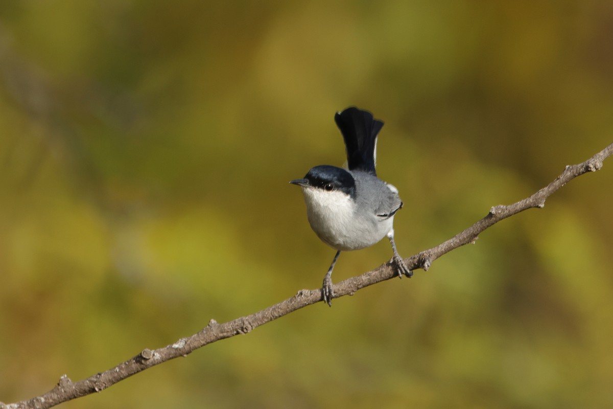 Marañon Gnatcatcher - ML645401711