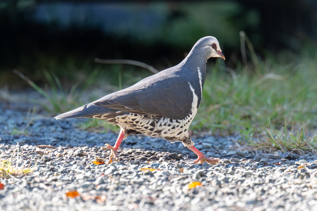 Wonga Pigeon - ML645401712