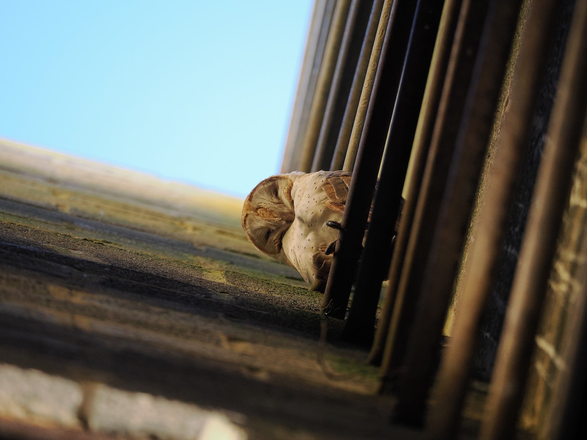 American Barn Owl - ML645401716