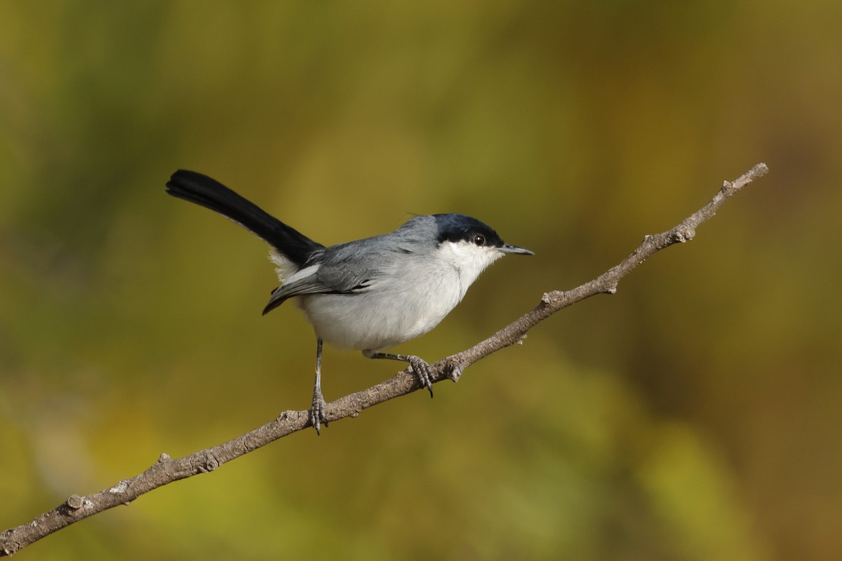 Marañon Gnatcatcher - ML645401723
