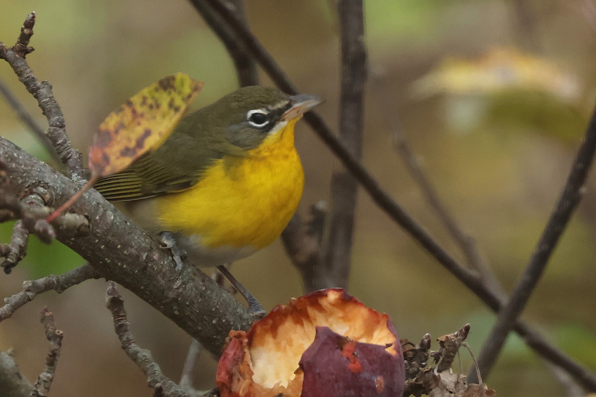 Yellow-breasted Chat - ML645401733