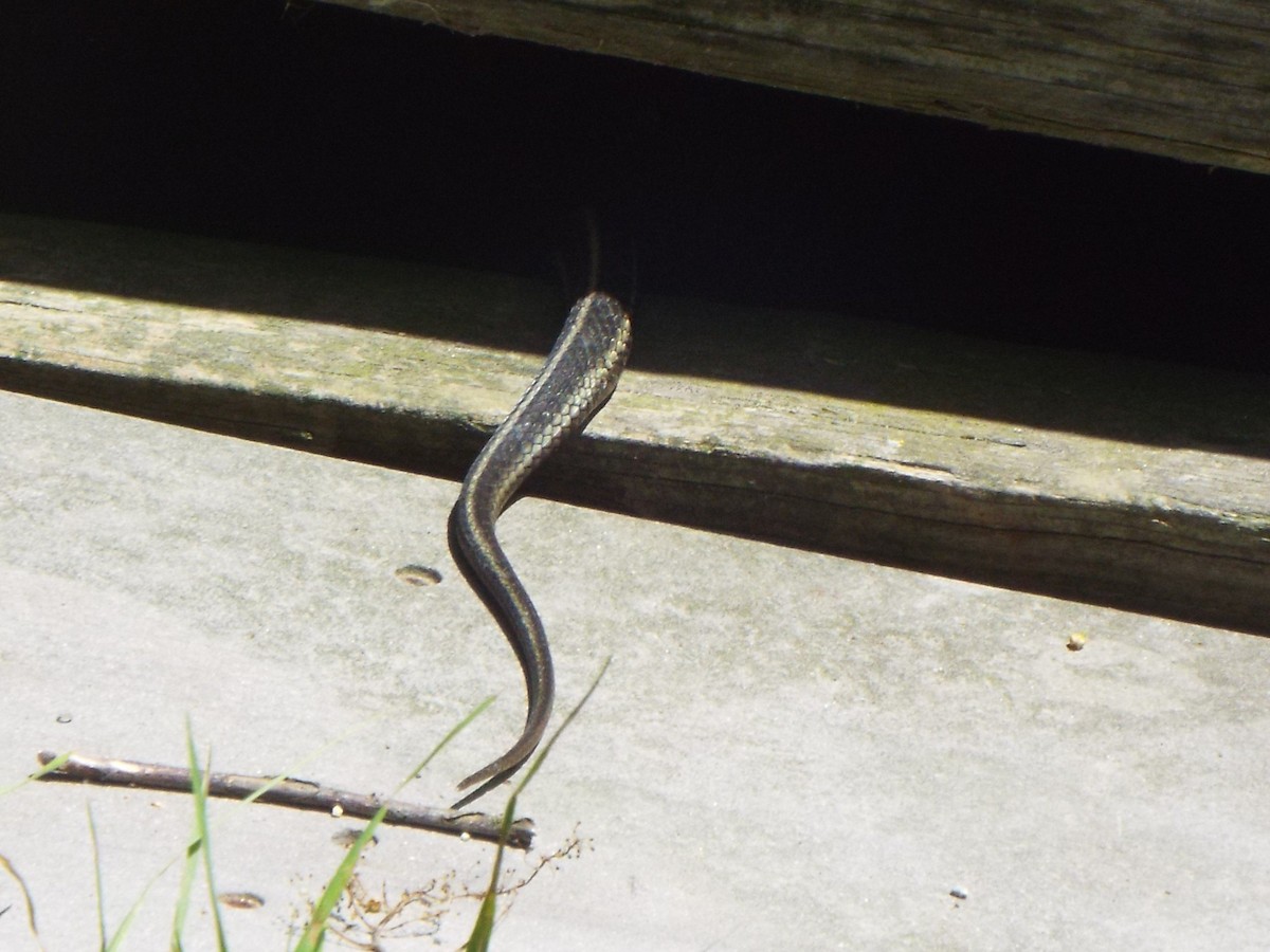 Eastern Garter Snake - ML645401737