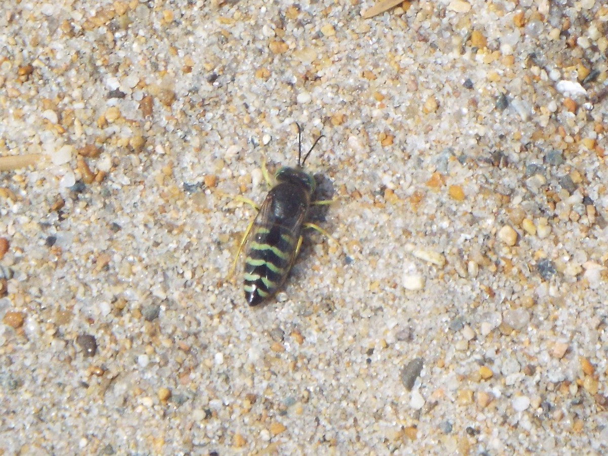 American Sand Wasp - ML645401738