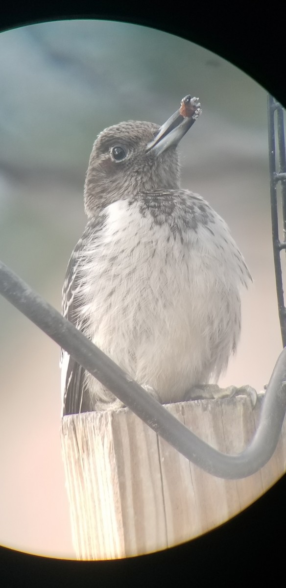 Red-headed Woodpecker - ML645401752