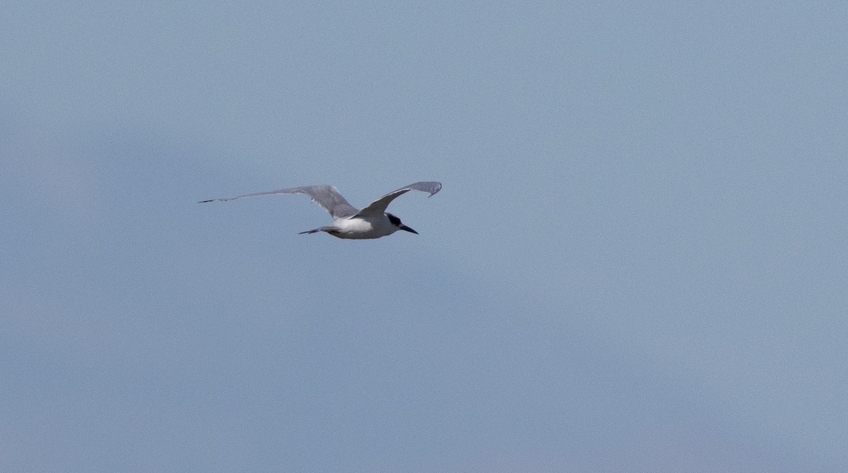 Sterne de Forster - ML645401759