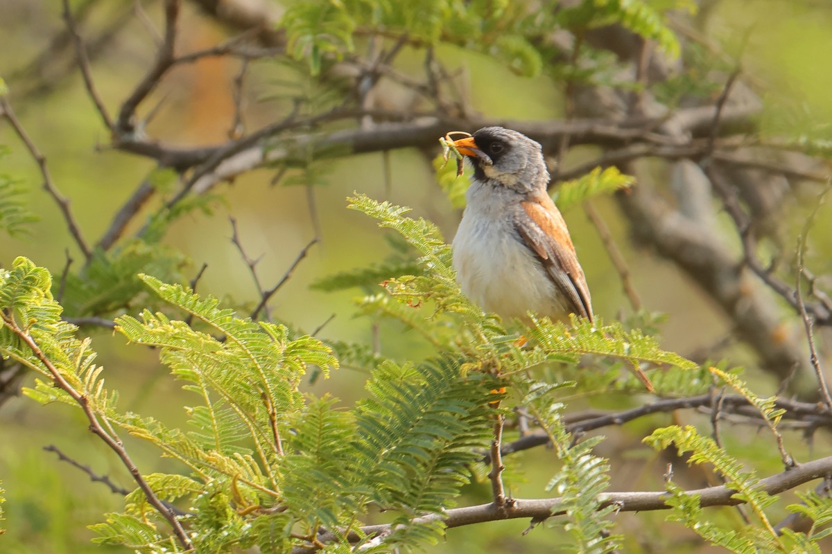 Incaspiza Bigotudo - ML645401766