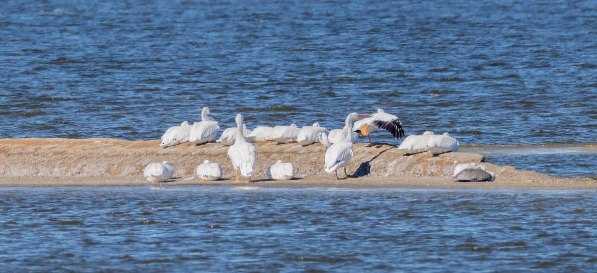 Pélican d'Amérique - ML645401769