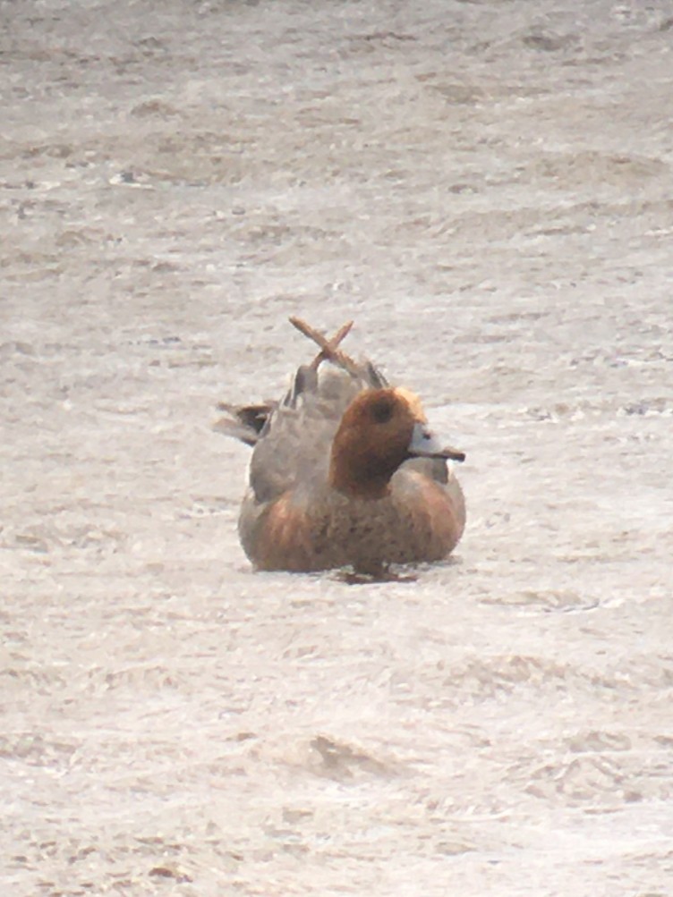 Eurasian Wigeon - ML645401777