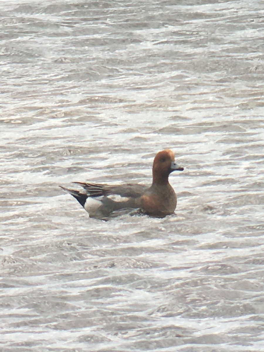 Eurasian Wigeon - ML645401778