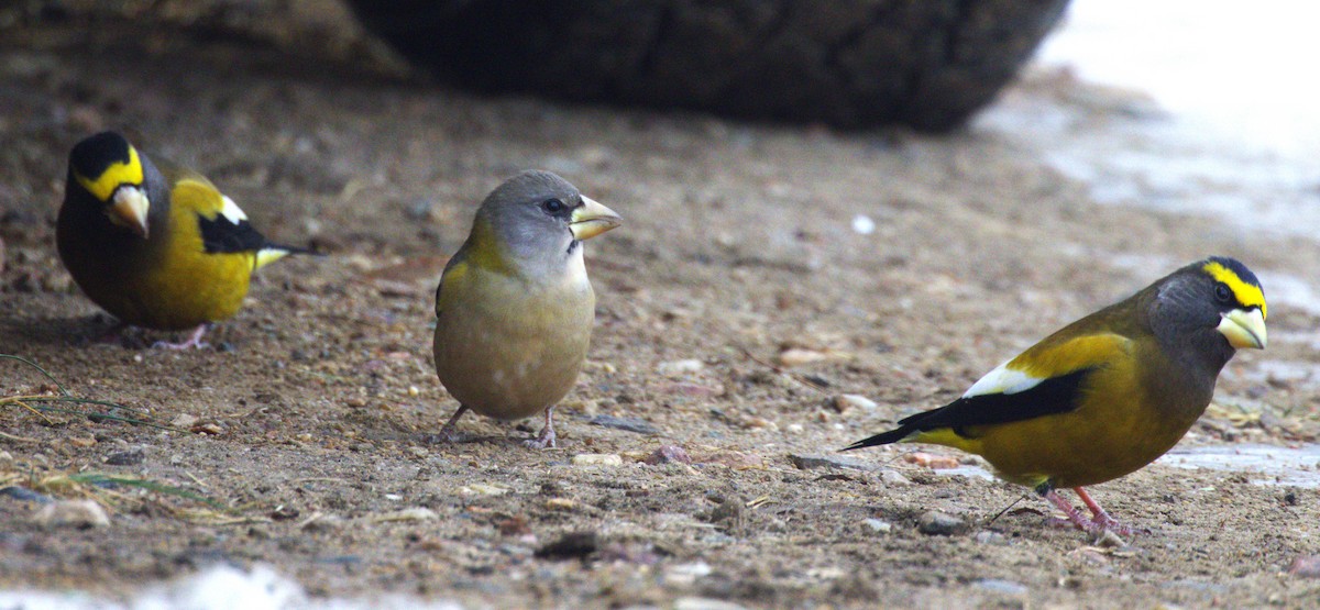 Evening Grosbeak - ML645401781