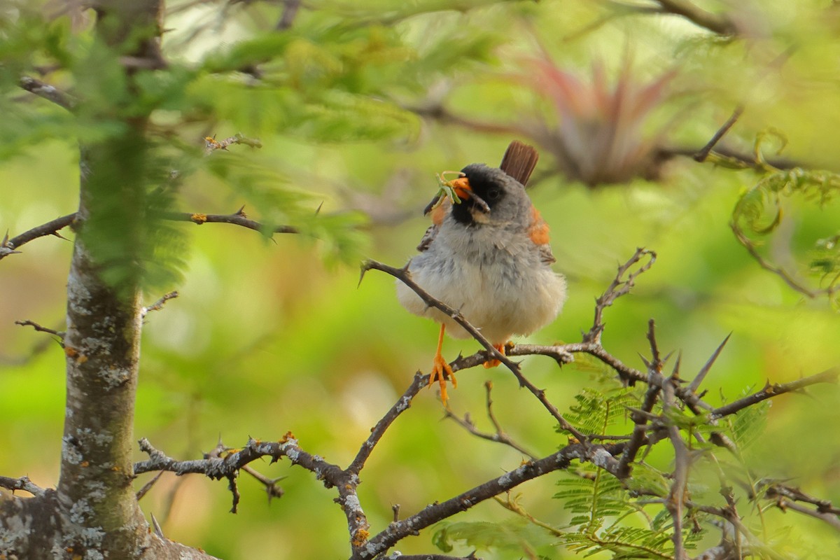 Incaspiza Bigotudo - ML645401782