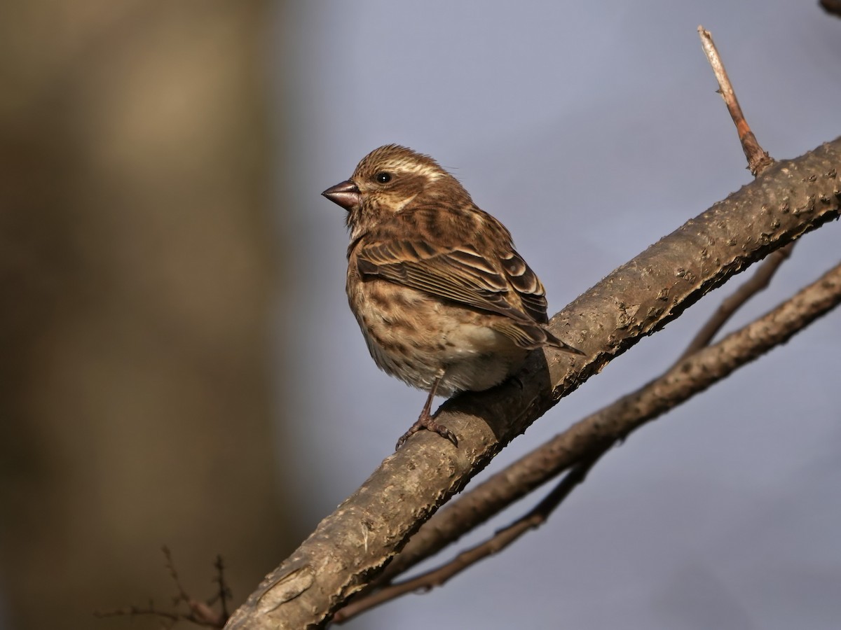 Пурпурная чечевица - ML645401786