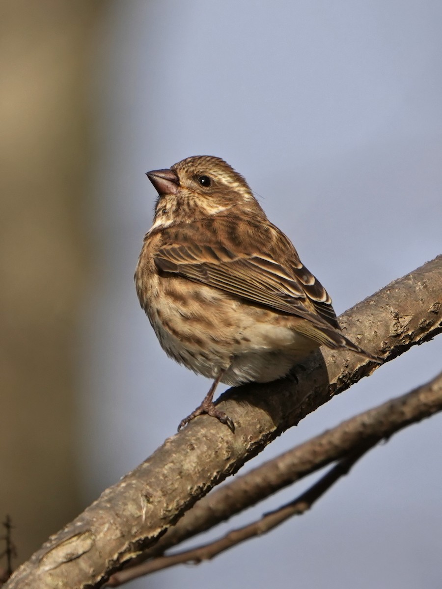 Пурпурная чечевица - ML645401787