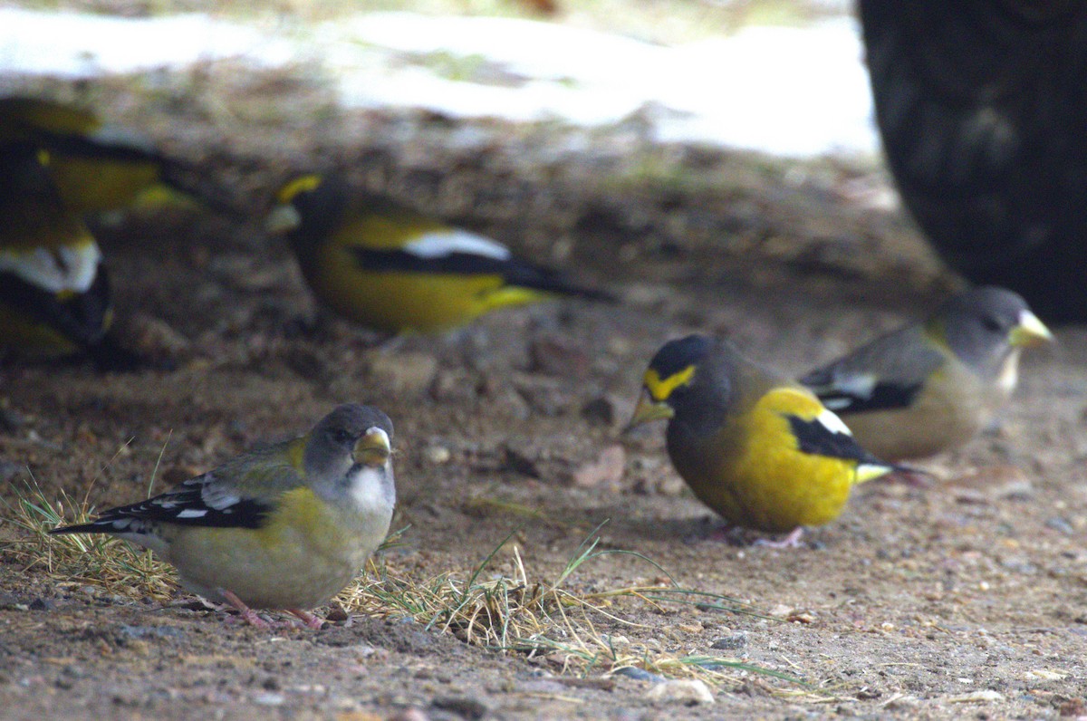 Evening Grosbeak - ML645401791