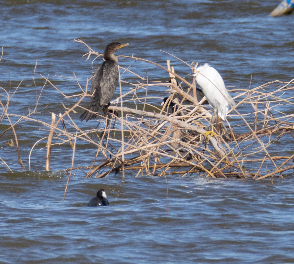 Cormoran à aigrettes - ML645401801