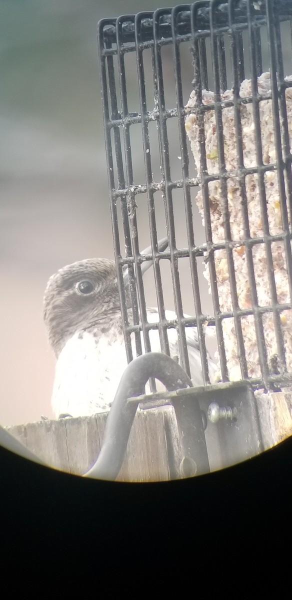 Red-headed Woodpecker - ML645401807