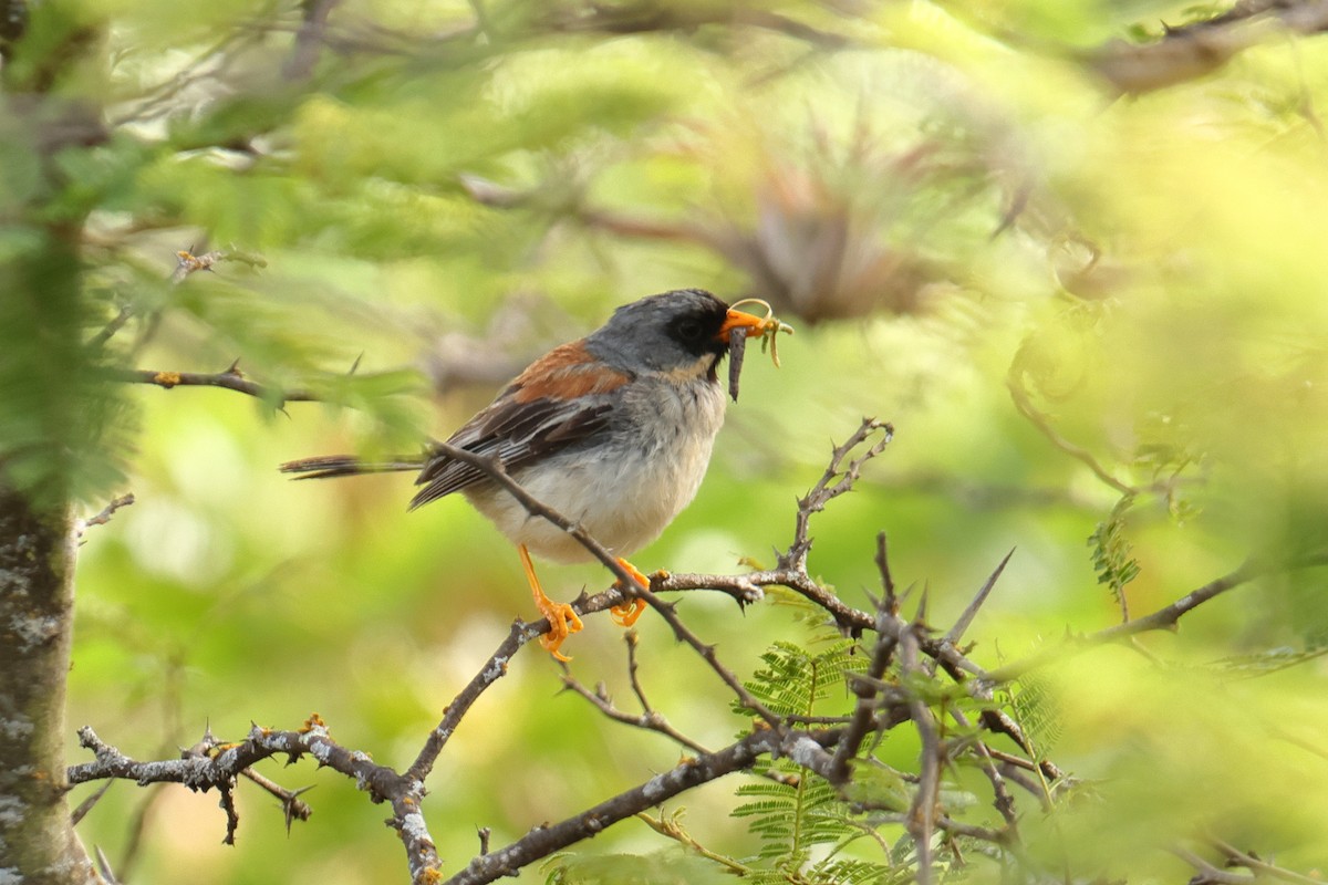 Incaspiza Bigotudo - ML645401809