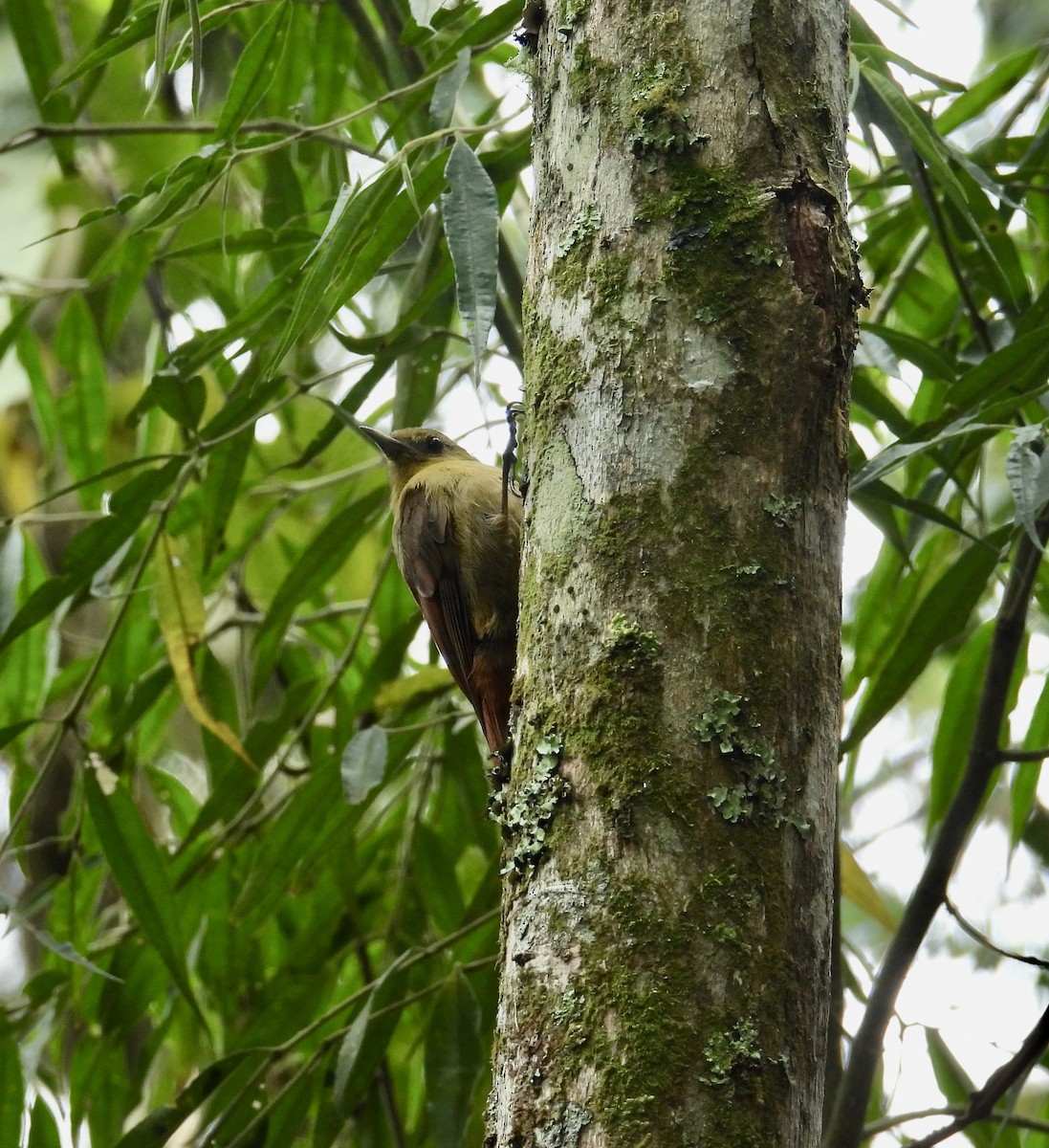 Olivaceous Woodcreeper - ML645401812